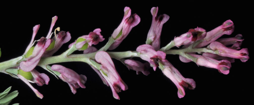 Flora of Eastern Washington Image: Juncus tenuis 9