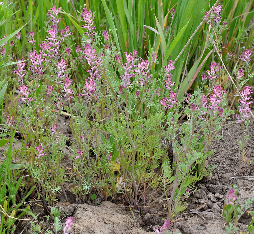 Flora of Eastern Washington Image: Juncus tenuis 6