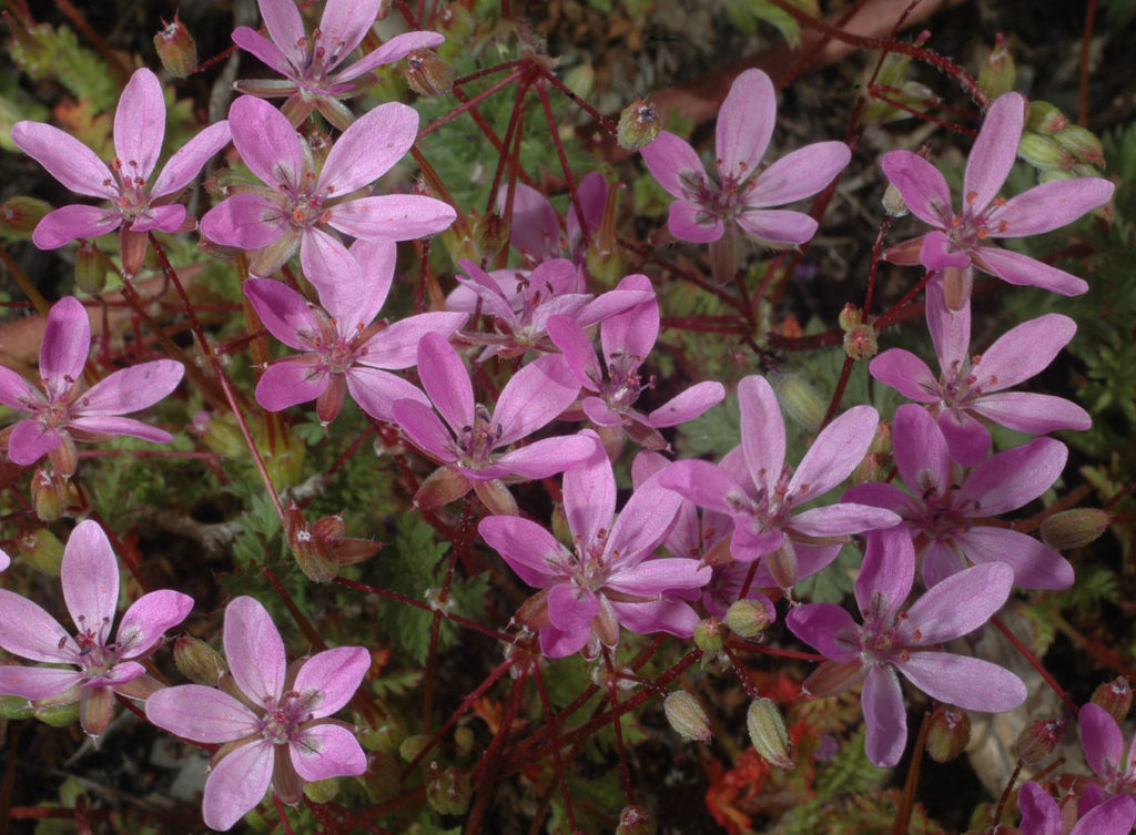 Flora of Eastern Washington Image: Juncus longistylis 22