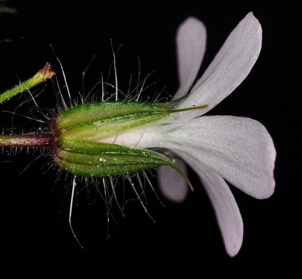 Flora of Eastern Washington Image: Luzula comosa 22
