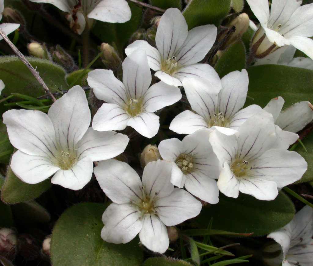 Flora of Eastern Washington Image: Callitriche palustris 7