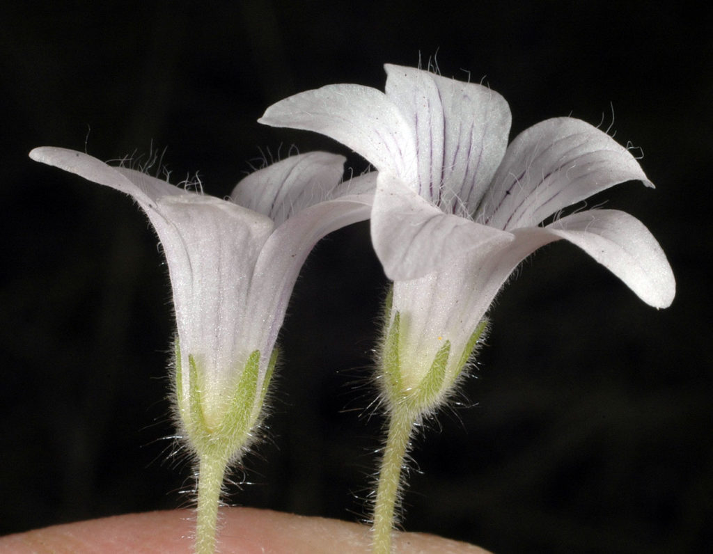 Flora of Eastern Washington Image: Callitriche palustris 2