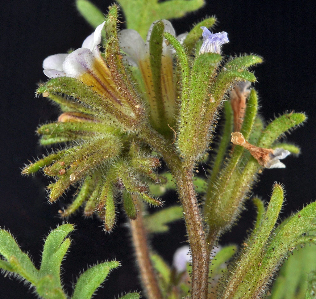 Flora of Eastern Washington Image: Callitriche palustris 20