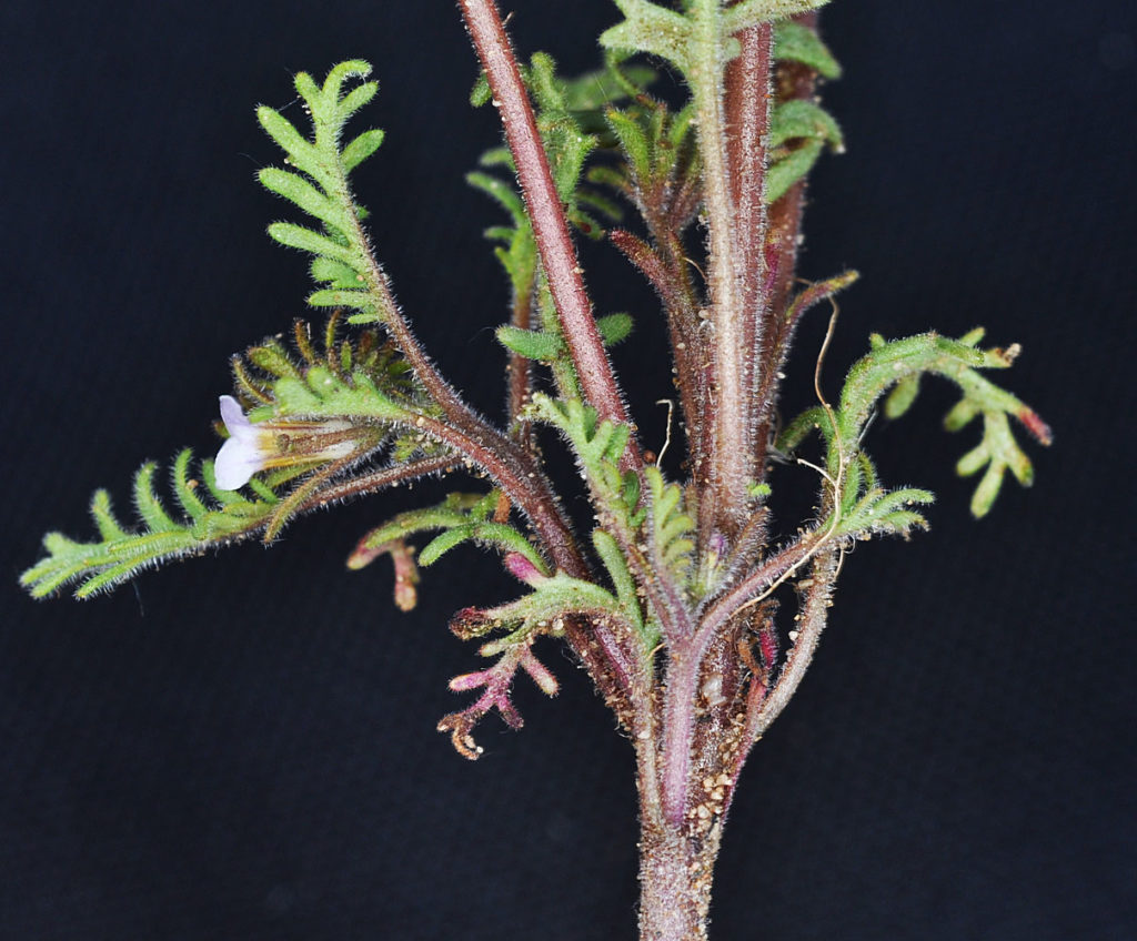 Flora of Eastern Washington Image: Callitriche palustris 18