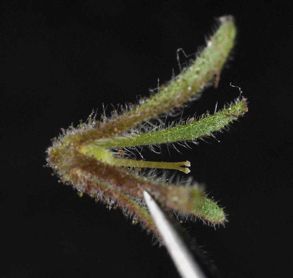 Flora of Eastern Washington Image: Callitriche palustris 13