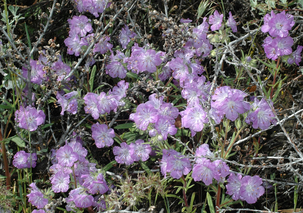 Flora of Eastern Washington Image: Penstemon fruticosus