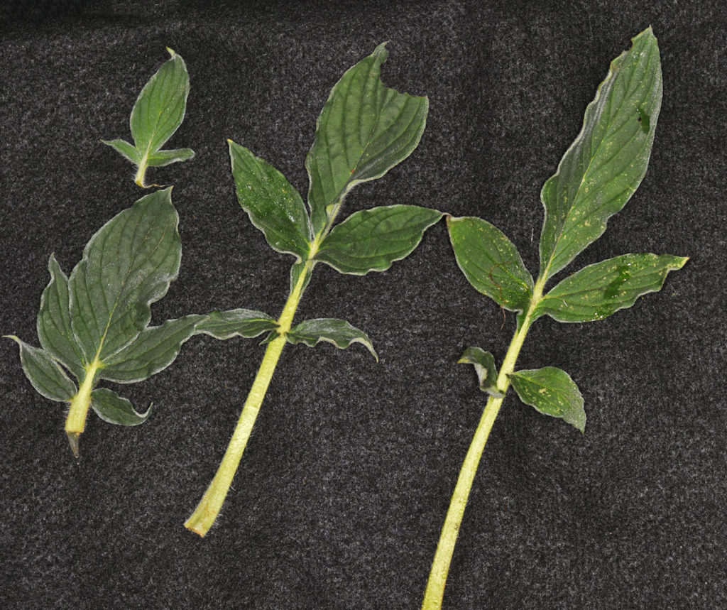 Flora of Eastern Washington Image: Veronica catenata zoom in of leaves