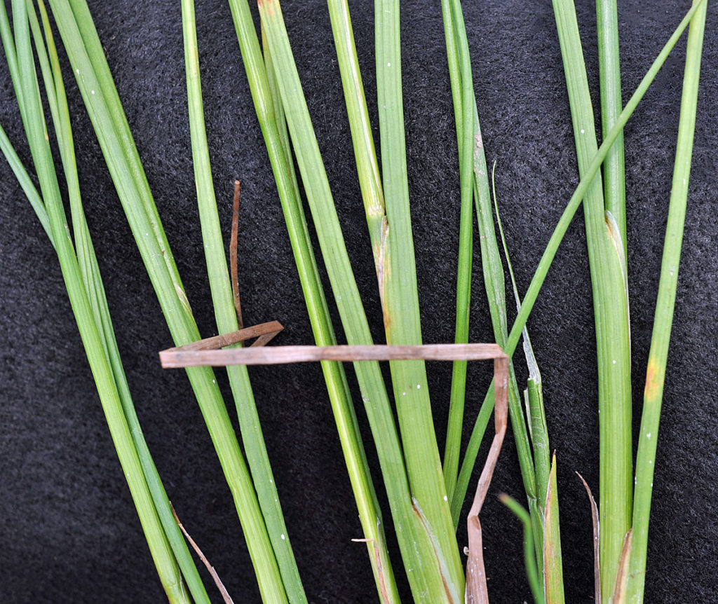 Flora of Eastern Washington Image: Luzula multiflora 17