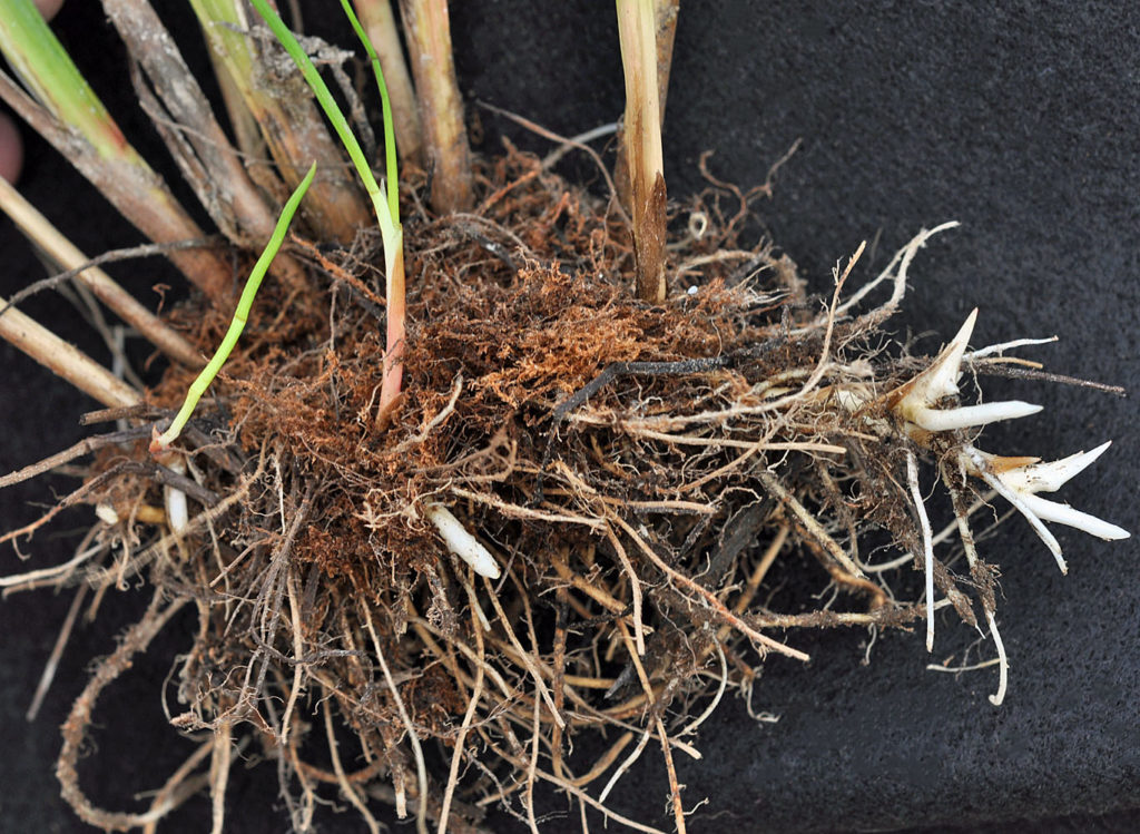 Flora of Eastern Washington Image: Luzula multiflora 19