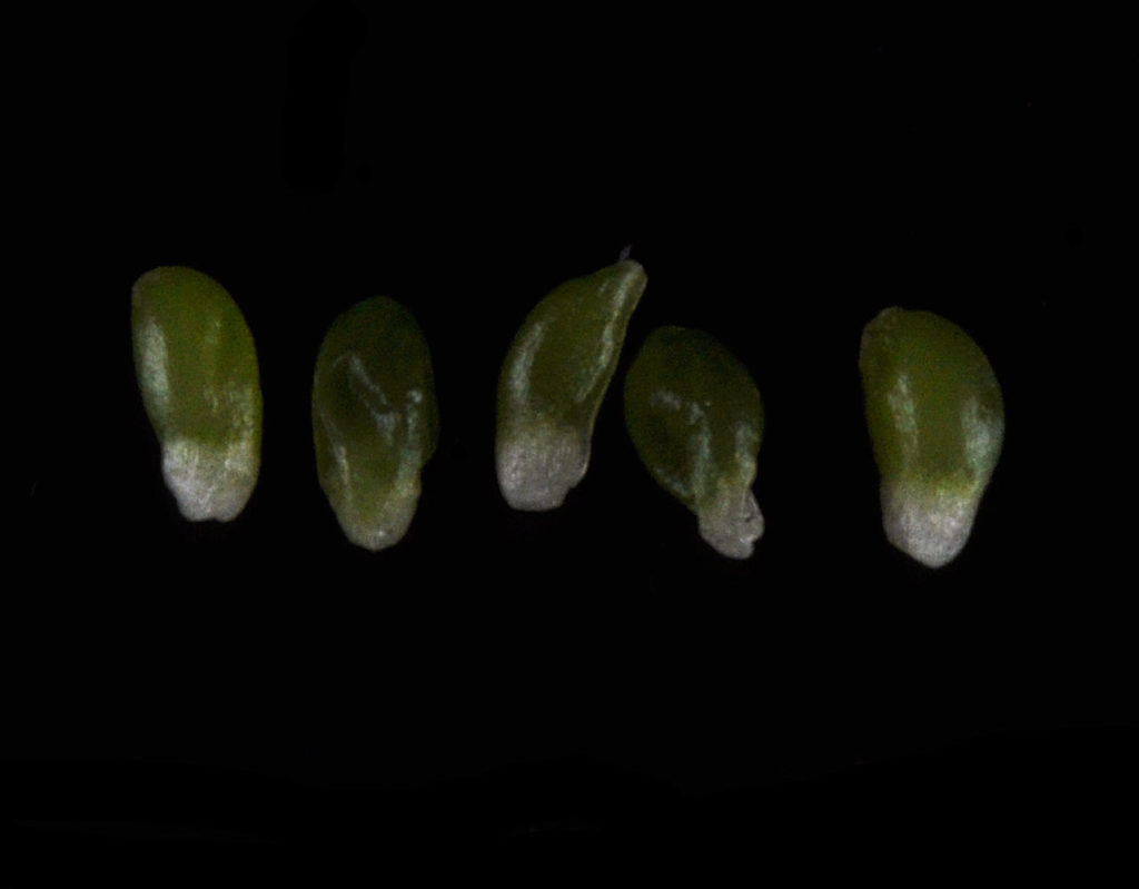 Flora of Eastern Washington Image: Luzula comosa 10