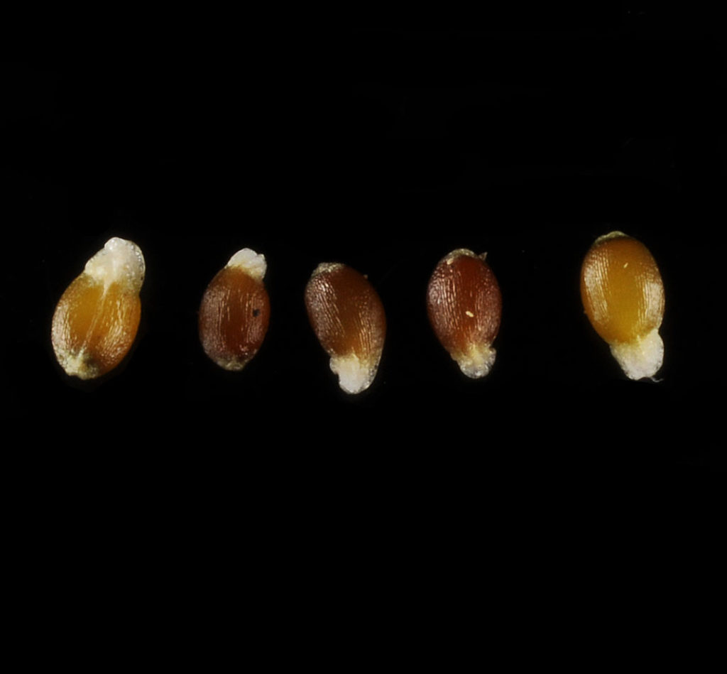 Flora of Eastern Washington Image: Luzula comosa 7