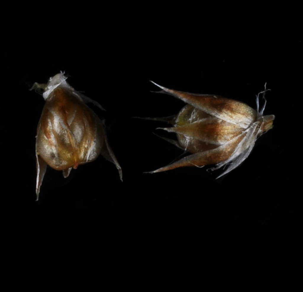 Flora of Eastern Washington Image: Luzula comosa 6