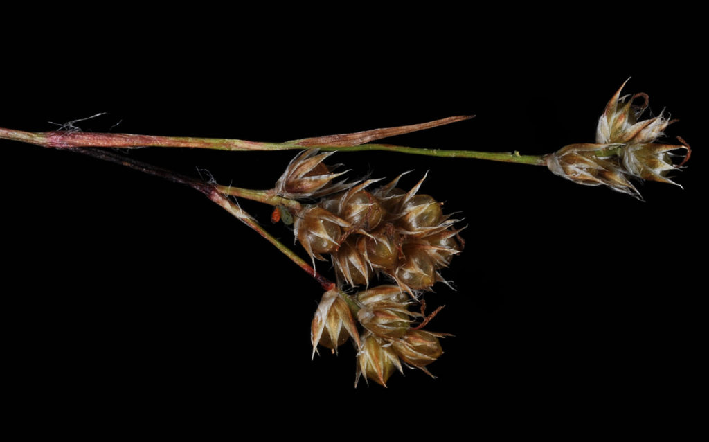 Flora of Eastern Washington Image: Juncus longistylis 23