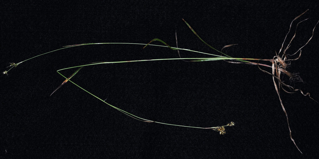 Flora of Eastern Washington Image: Juncus longistylis 13