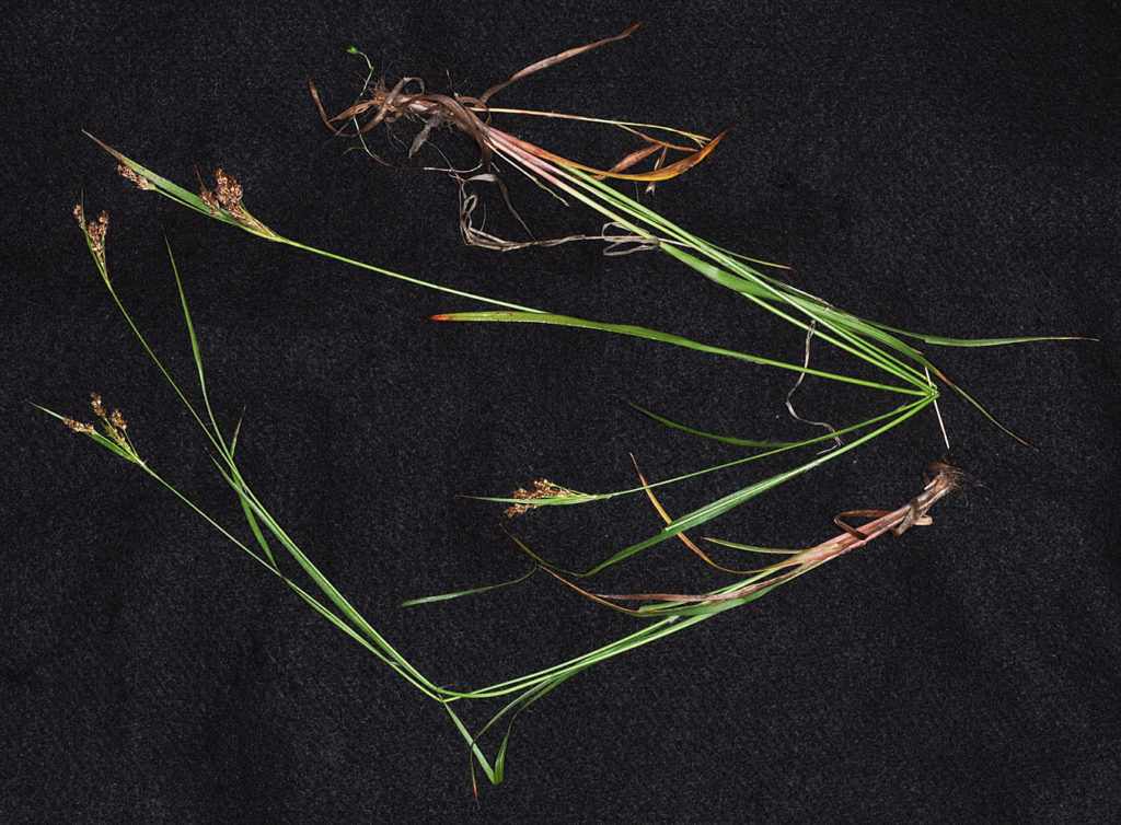 Flora of Eastern Washington Image: Luzula comosa 12