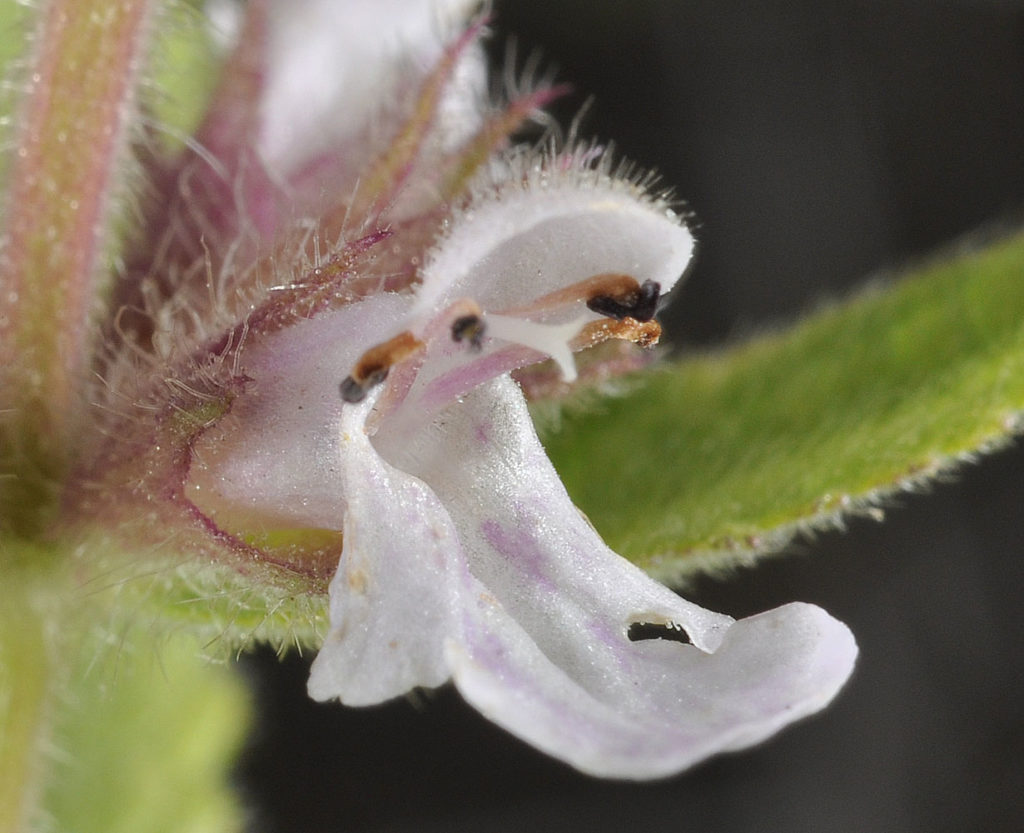 Flora of Eastern Washington Image: Stachys palustris side view of flower