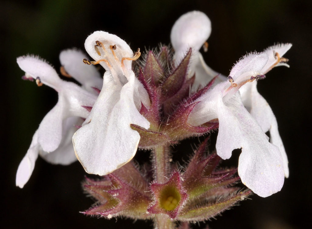 Flora of Eastern Washington Image: Stachys palustris top of plant in lab