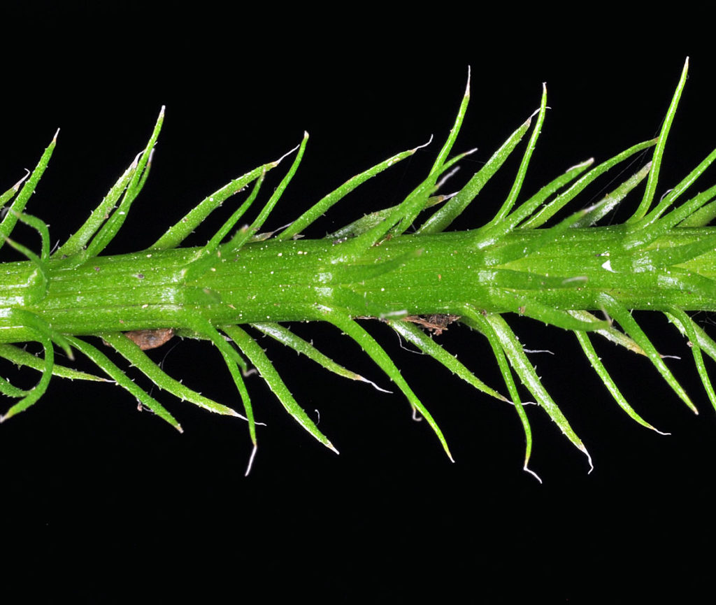 Flora of Eastern Washington Image: Lycopodium clavatum 2