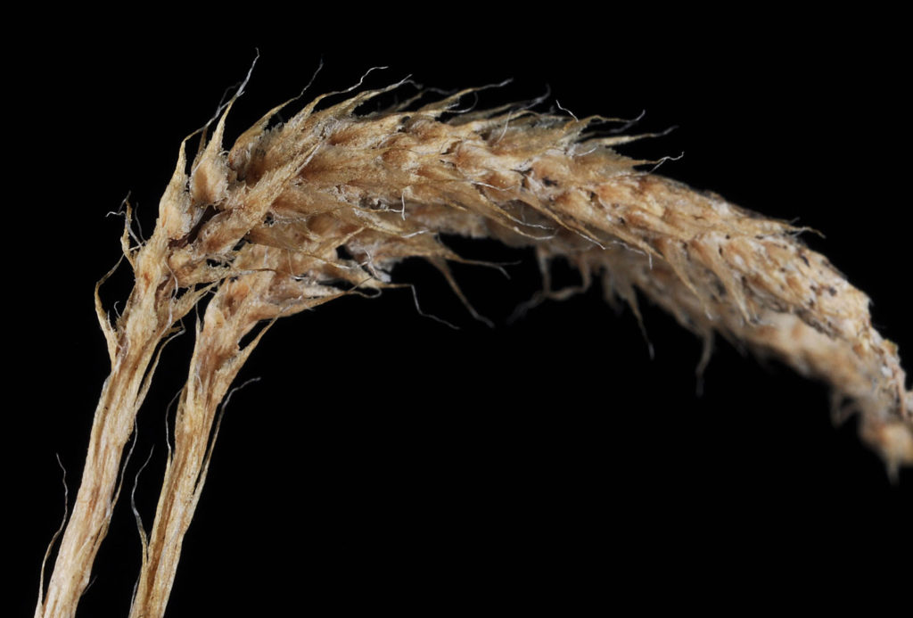 Flora of Eastern Washington Image: Lycopodium clavatum 6