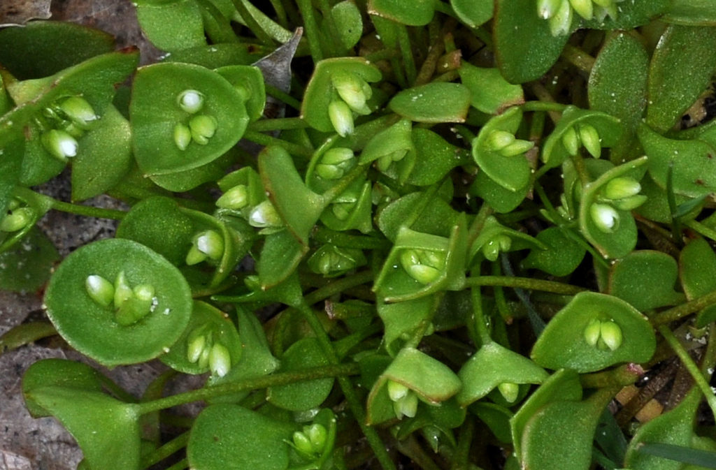 Flora of Eastern Washington Image: Claytonia rubra 23