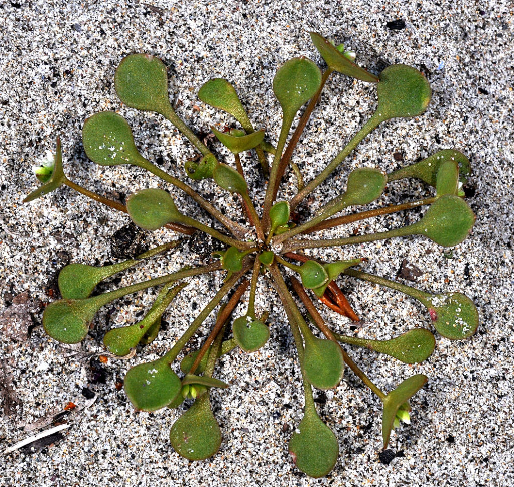 Flora of Eastern Washington Image: Claytonia rubra 22