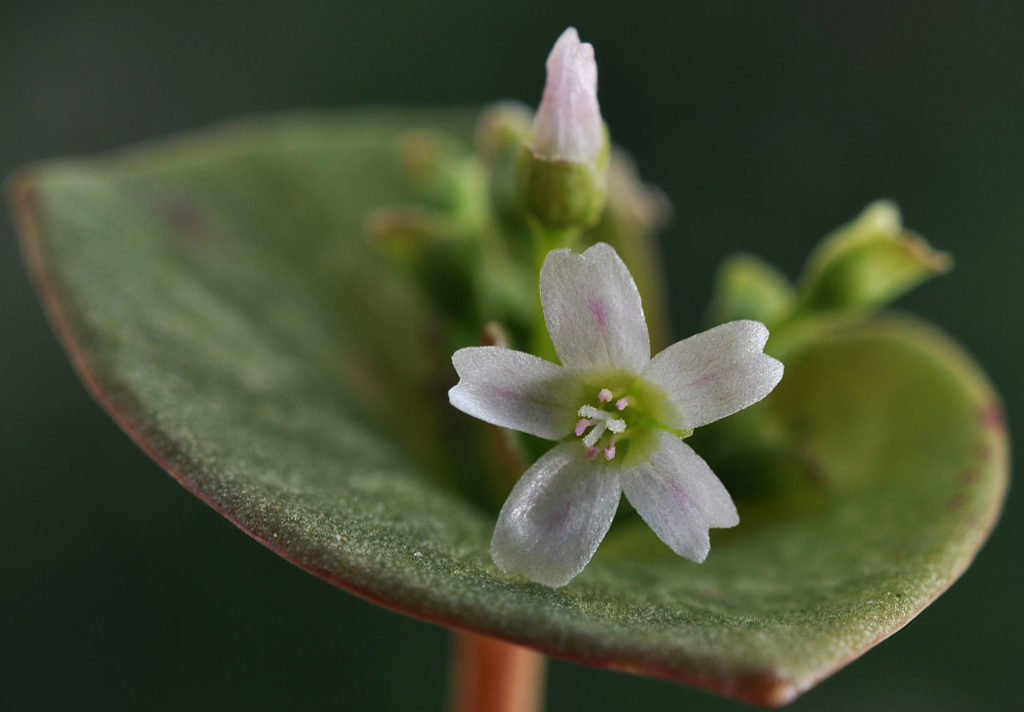 Flora of Eastern Washington Image: Claytonia rubra 10