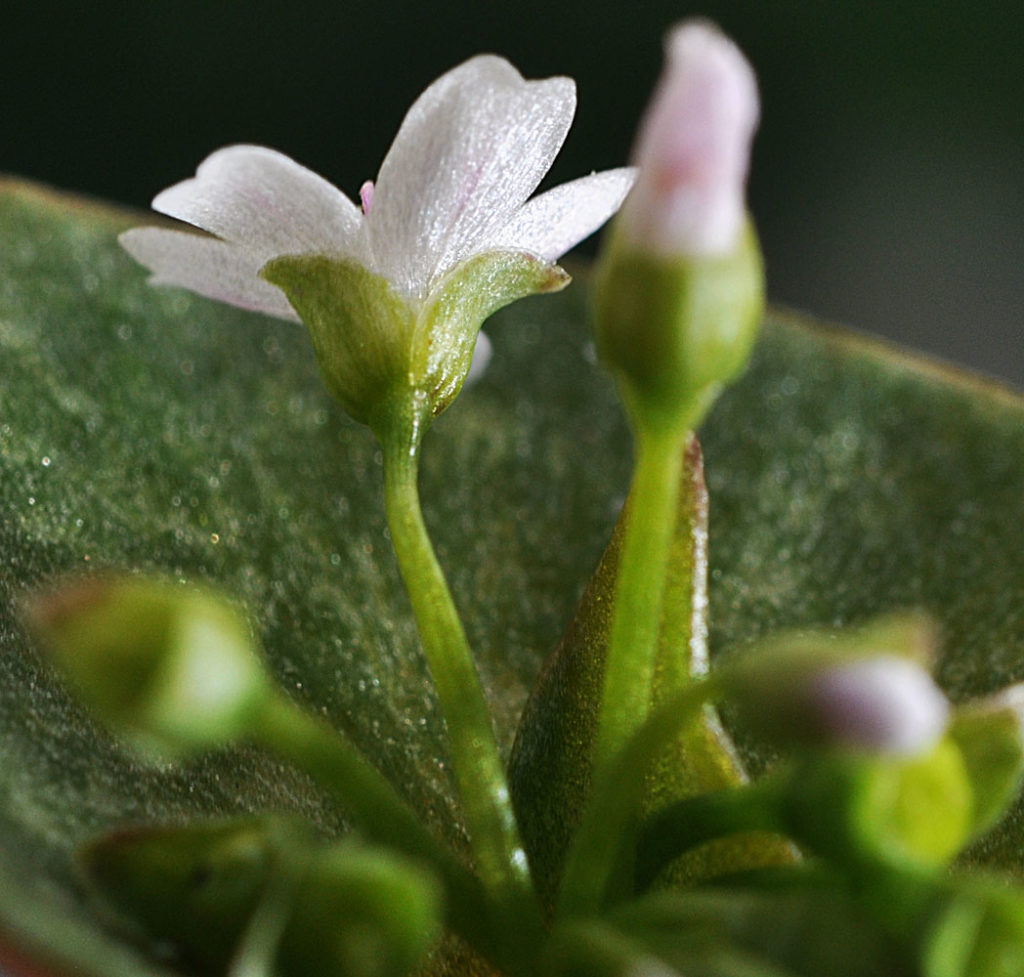 Flora of Eastern Washington Image: Claytonia rubra 9