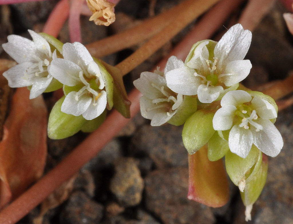Flora of Eastern Washington Image: Claytonia rubra 6