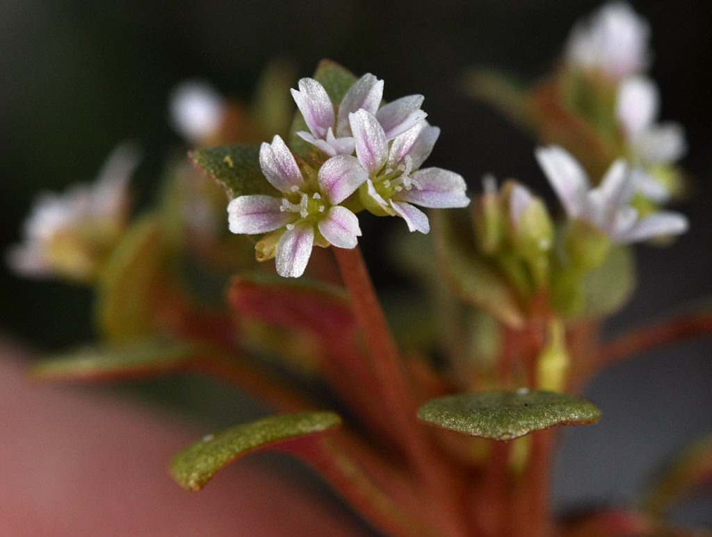 Flora of Eastern Washington Image: Claytonia rubra 3