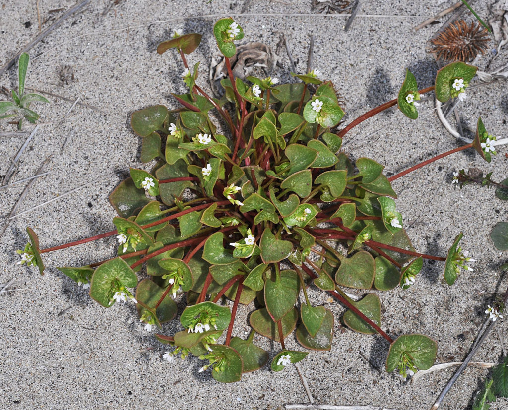 Flora of Eastern Washington Image: Claytonia rubra 8