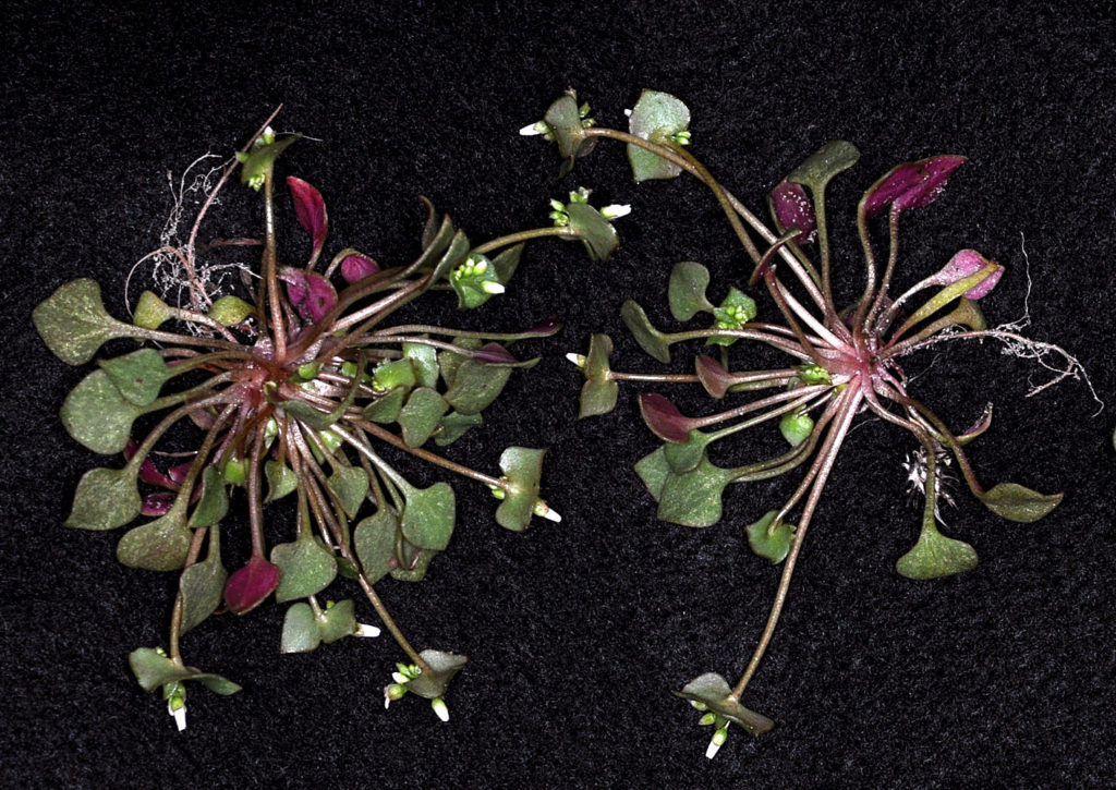Flora of Eastern Washington Image: Claytonia rubra