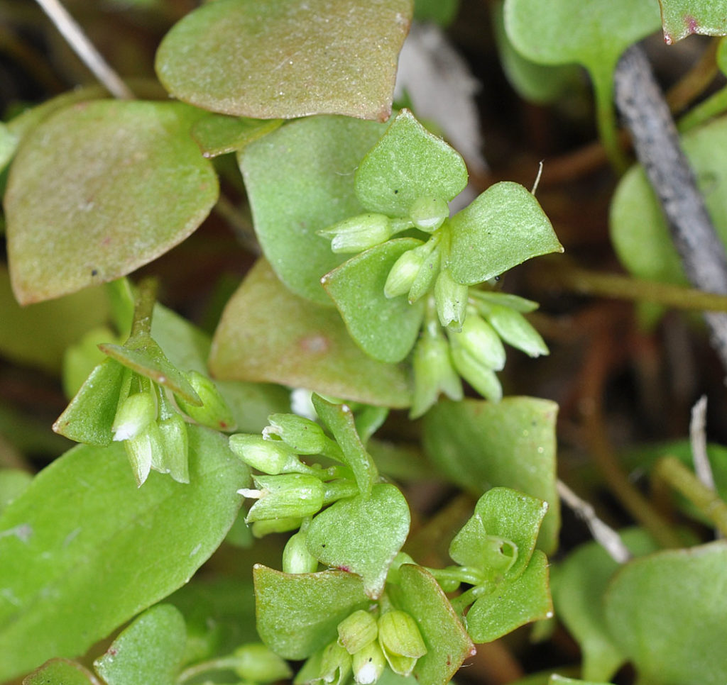 Flora of Eastern Washington Image: Claytonia rubra 5