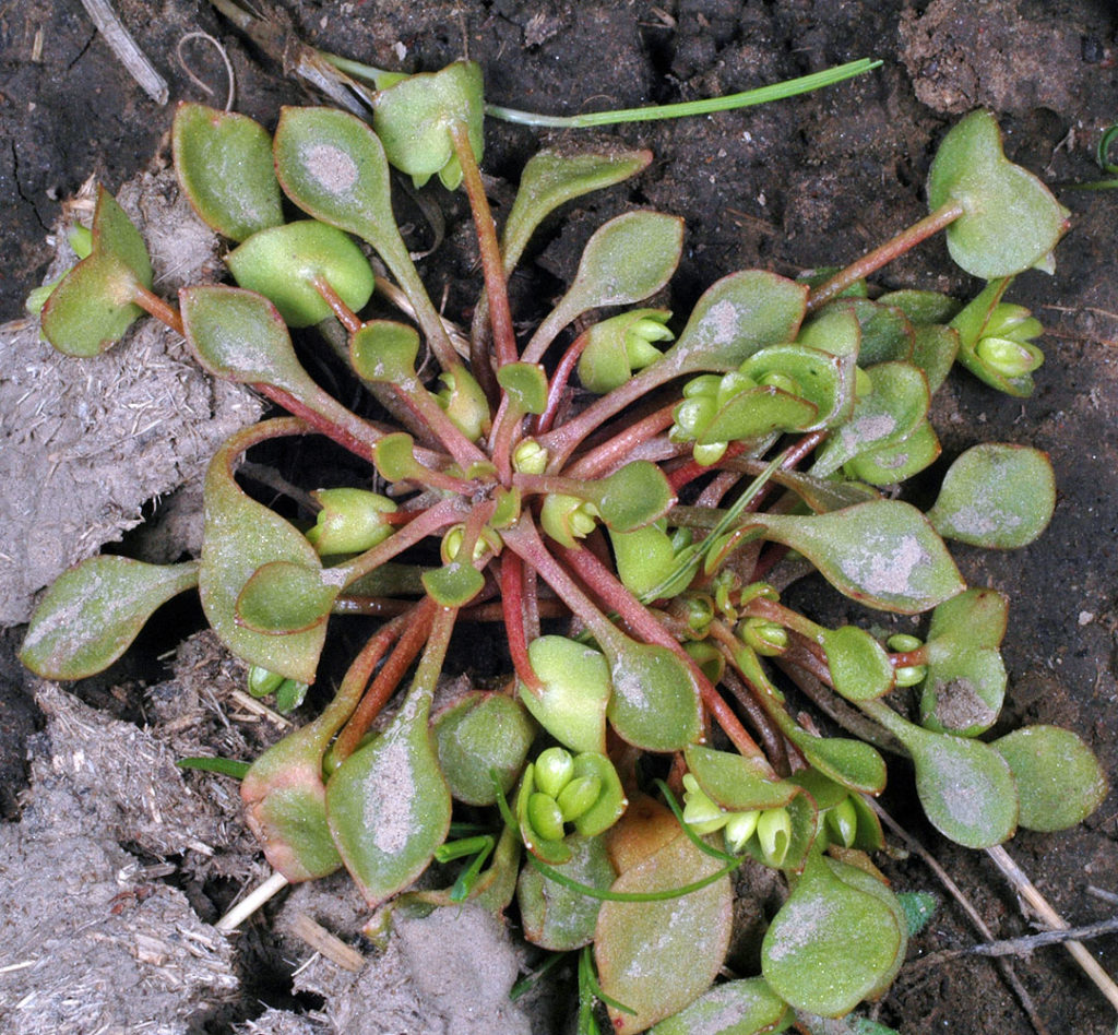 Flora of Eastern Washington Image: Claytonia rubra 17