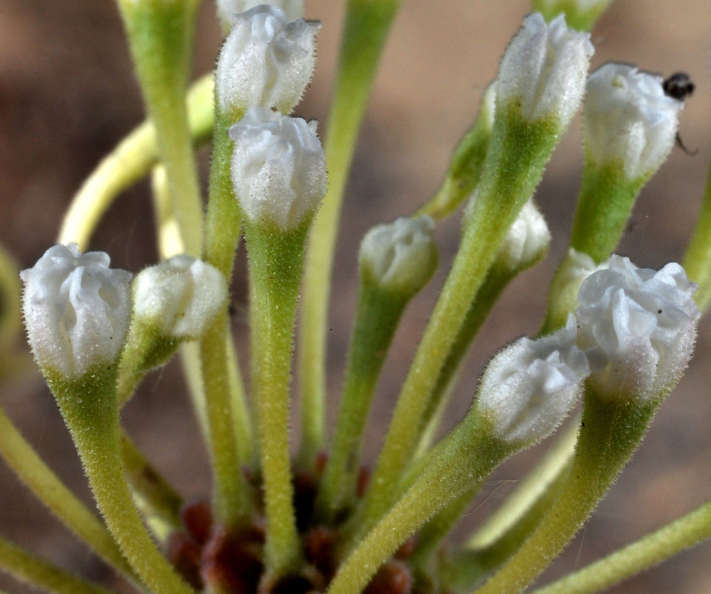 Another angle of Abronia mellifera's flowers right before bloom