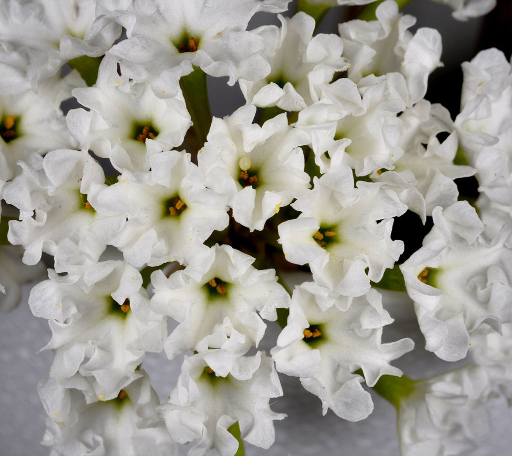 Photo of Abronia mellifera flowers bloomed