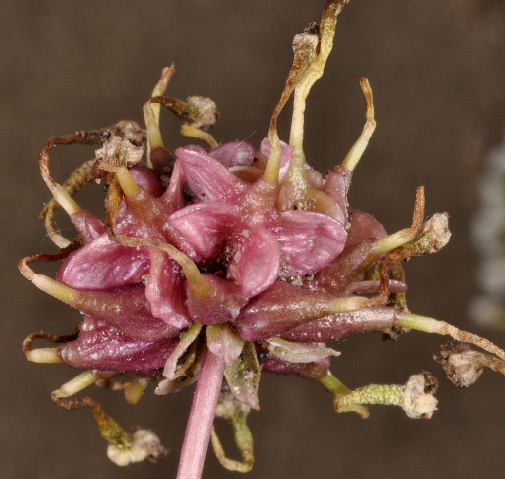 Close up of Abronia mellifera 