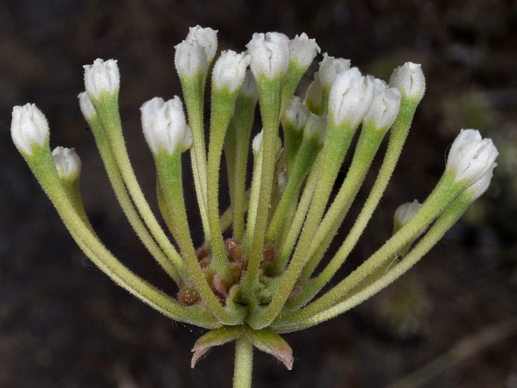 Photo of Abronia mellifera flowers right before bloom