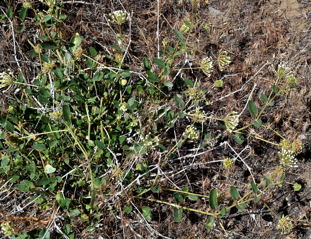 Photo of Abronia mellifera in the ground