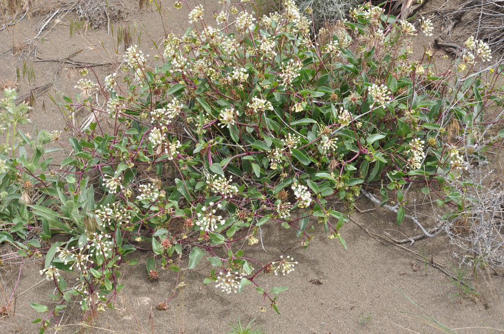 Abronia mellifera in the wild
