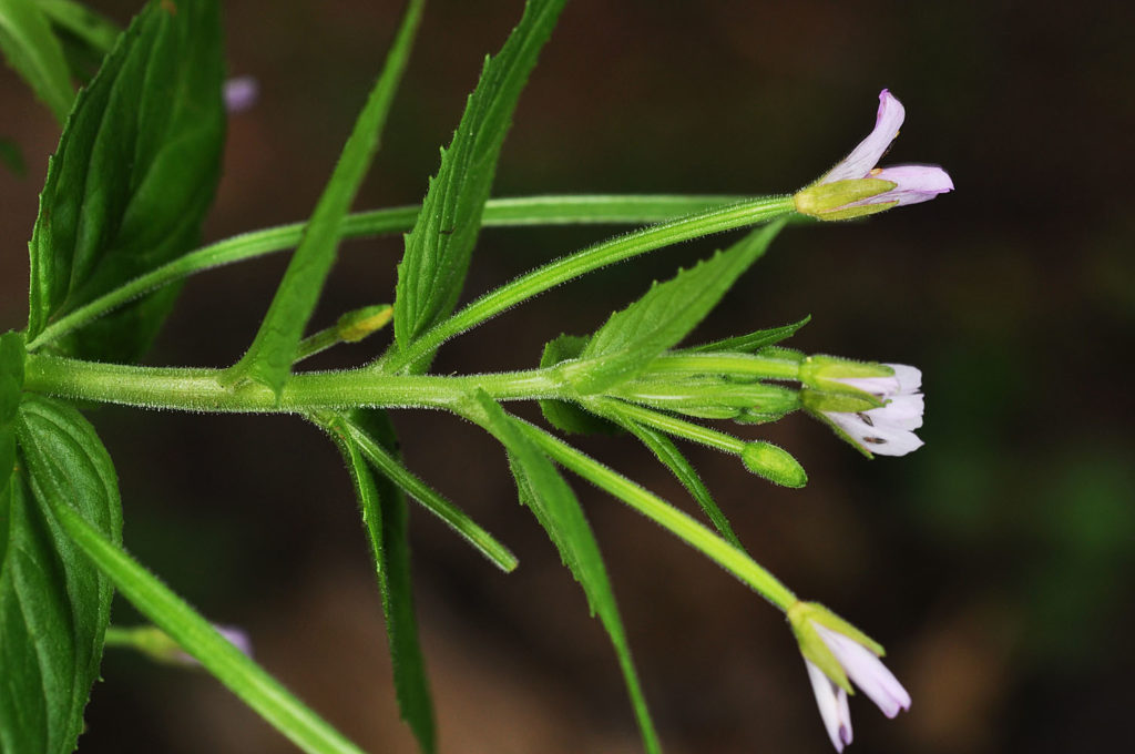 Flora of Eastern Washington Image: Epilobium glandulosum 3