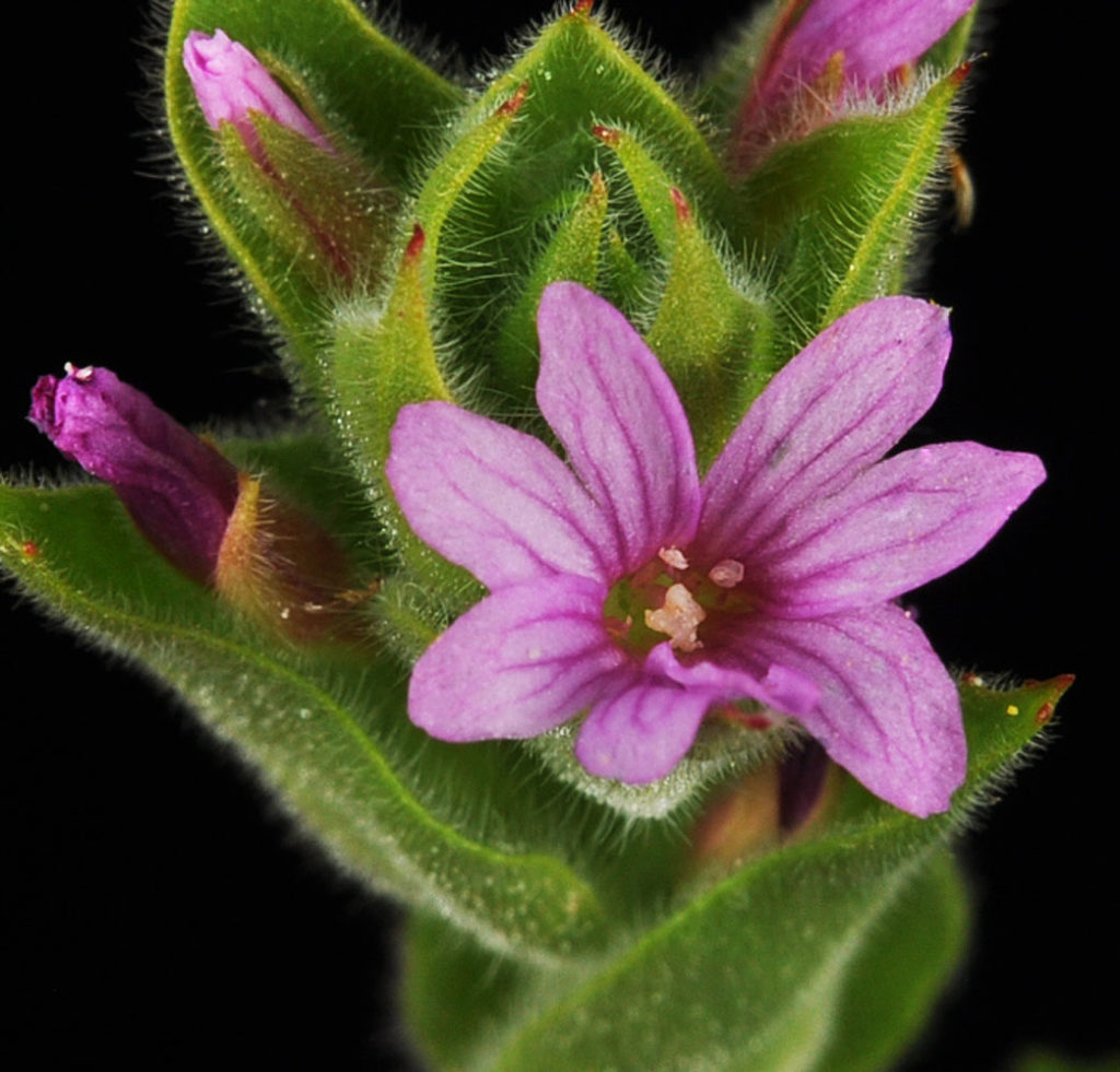 Flora of Eastern Washington Image: Epilobium densiflorum 11