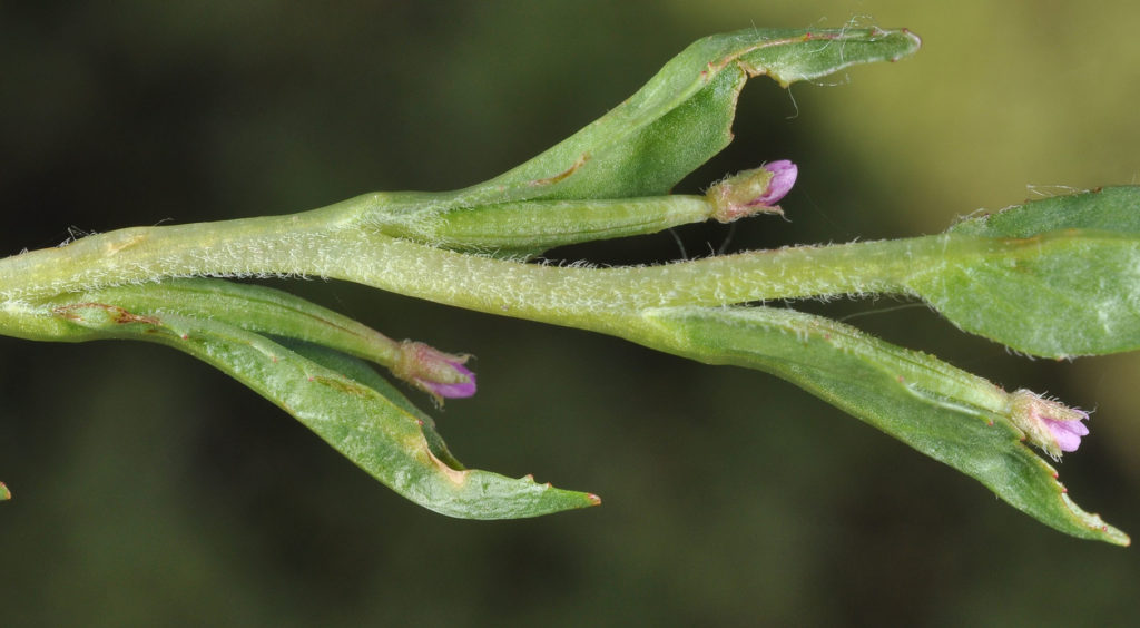Flora of Eastern Washington Image: Epilobium densiflorum 4