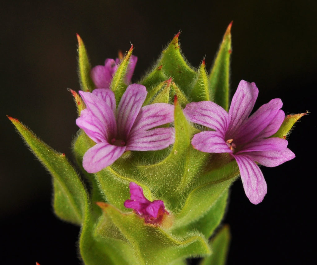 Flora of Eastern Washington Image: Epilobium densiflorum 6