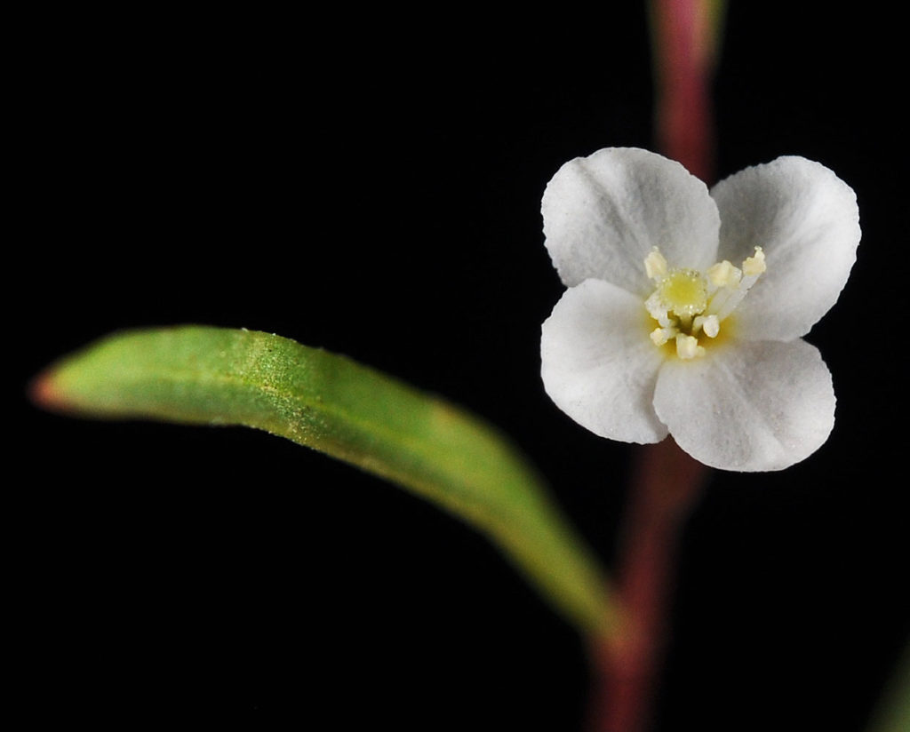Flora of Eastern Washington Image: Gayophytum diffusum 6