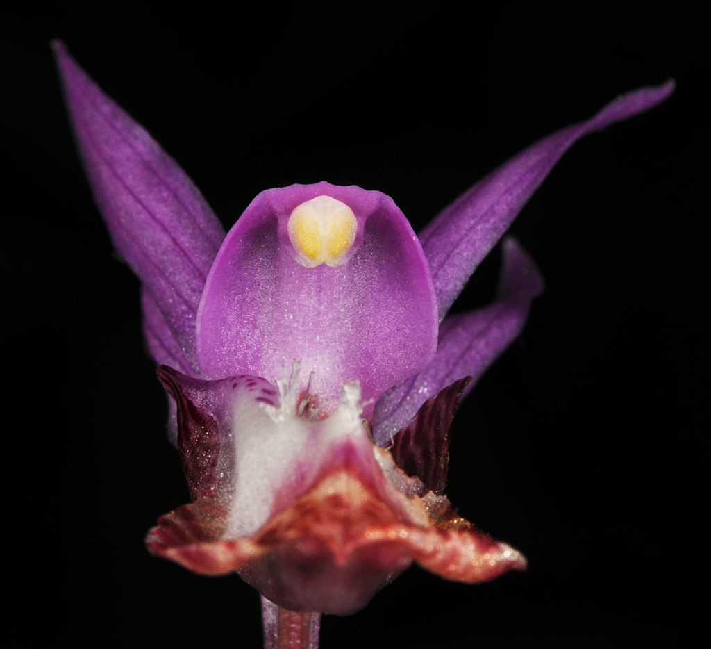 Flora of Eastern Washington Image: Calypso bulbosa 10