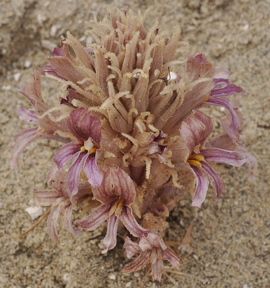 Flora of Eastern Washington Image: Orobanche corymbosa 18