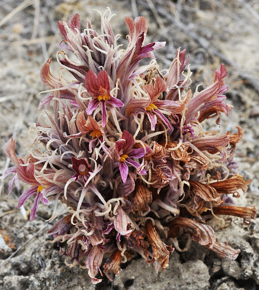 Flora of Eastern Washington Image: Orobanche corymbosa 17