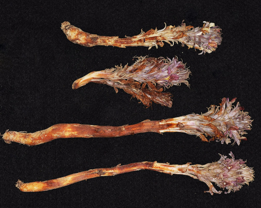 Flora of Eastern Washington Image: Orobanche corymbosa 16