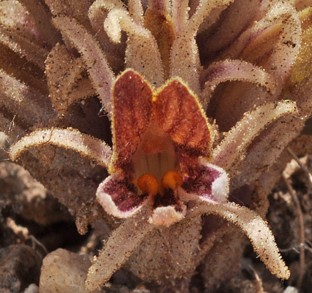 Flora of Eastern Washington Image: Orobanche corymbosa 10