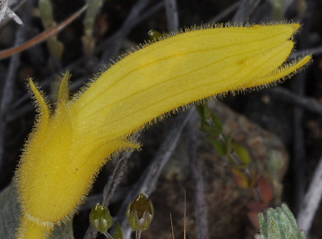 Flora of Eastern Washington Image: Orobanche uniflora 23